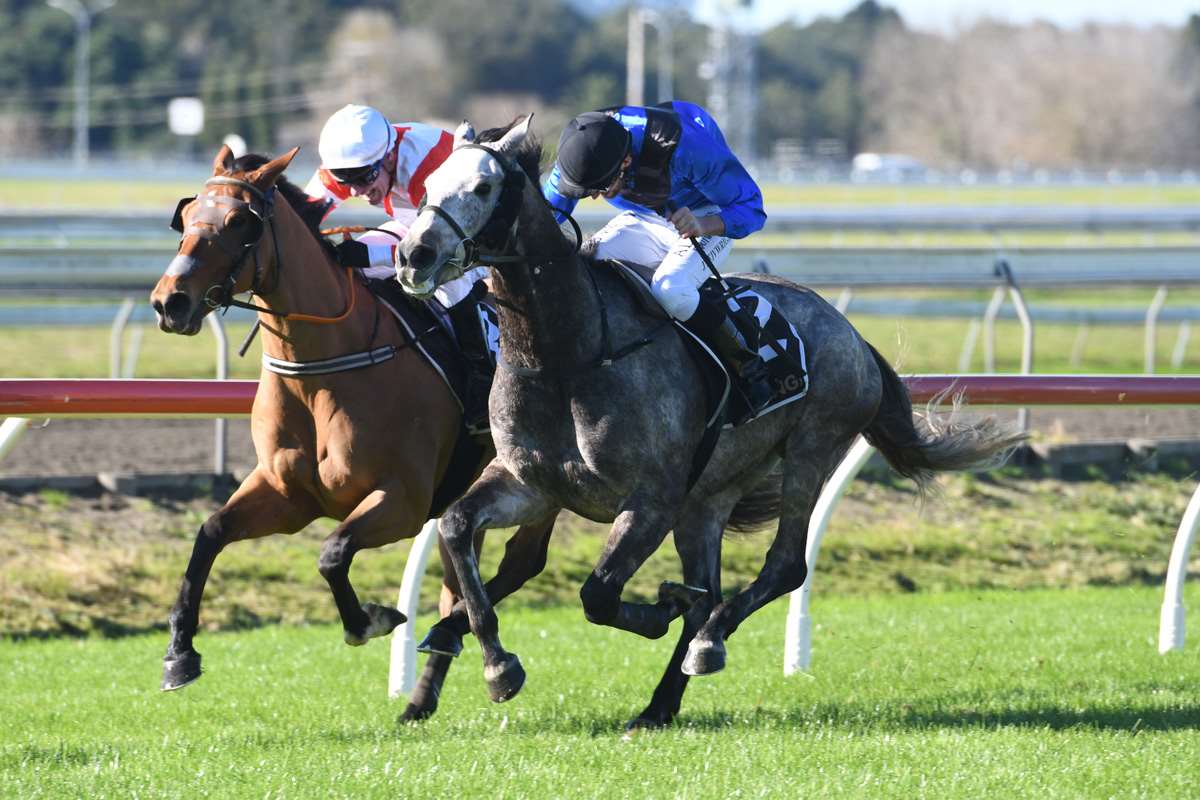 | New Zealand Thoroughbred Racehorse Owners Federation