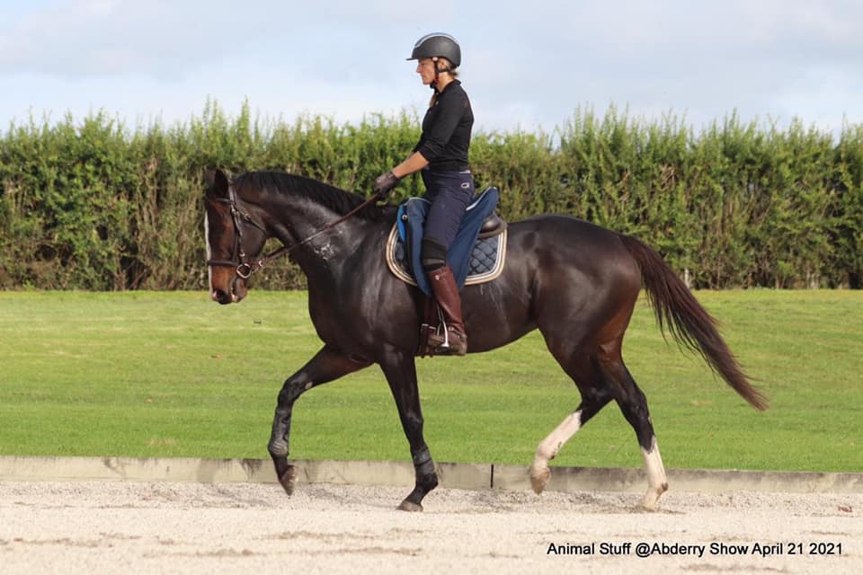 Ziggy doing dressage